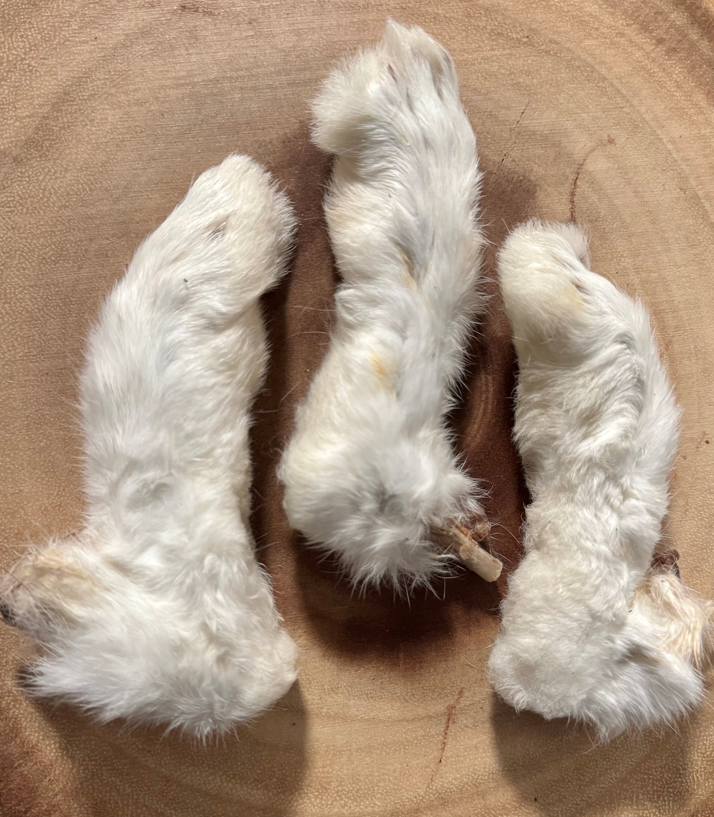 Rabbit foot for Dogs and Cats